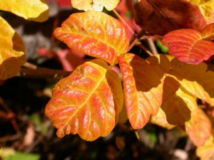Poison Oak…